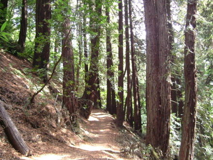 Redwood Regional Park